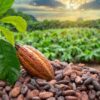 Oyo approves N3bn plan to revive cocoa industry.
