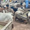 Muslims express frustration at rams’ soaring prices in Oyo.