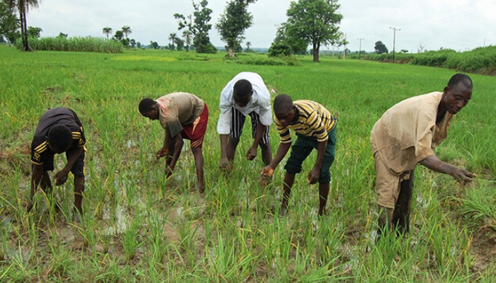 Ministry moves to boost dairy production, trains farmers in Oyo.