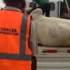 OYRLEA Impounds Six Cows for Open Grazing Violations in Ibadan.